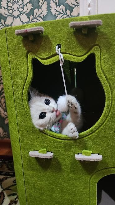 котята шиншила: Скотиш Страйт (Шотландская прямоухая), 3 месяца, Мальчик, Серебристая шиншилла, Приучена к лотку — 1