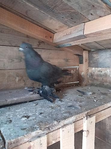 обмен на дакан: ПРОДАЮТСЯ ВМЕСТЕ ДВА САМЦА ГОТОВЫЕ К СПАРИВАНИЮ. ОДИН ТАСМАН, ВТОРОЙ — 2