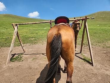 домашний животные: Продаю | Конь (самец) | Кара Жорго | Рабочий — 2
