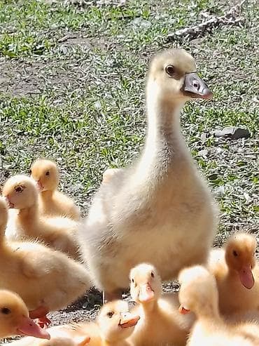 Утята/гусята суточные и подрощенные есть индоутят - Породы: смешанные at lalafo.kg Утята/гусята суточные и подрощенные есть индоутят - Породы: смешанные