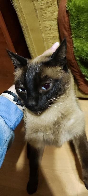 кошка токмок: Сиамская кошка ищет хозяина. Очень ласковая и крайне общительная — 1