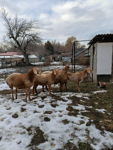 собаки авчарка: Продаю | Овца (самка) | На забой | Матка — 1