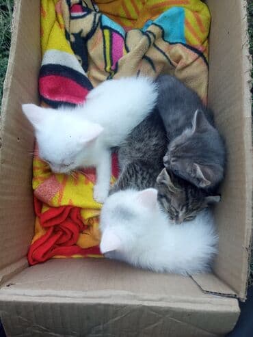 возьму котят: Котята из одного помёта - Окрас: два белоснежных, один серый с белыми — 1