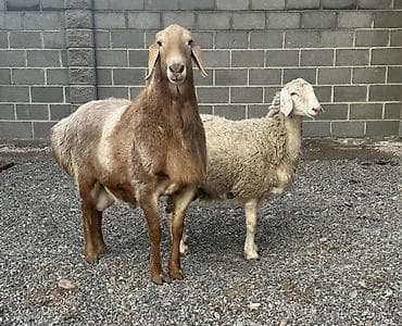 баран матки: Продаю | Овца (самка), Ягненок, Баран (самец) | Гиссарская, Арашан | Для разведения | Племенные, Матка, Ярка — 1