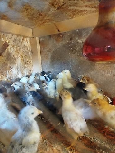Продаются цыплята,парода смешаннаякуры все мясояичного