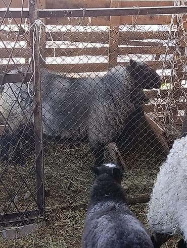 Продаю | Овца (самка) | Для разведения | Матка