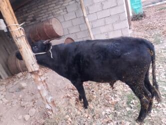 хочу купить щенка немецкой овчарки: Продаю | Бык (самец) | Ангус | На откорм, На забой, Для разведения | Искусственник — 6