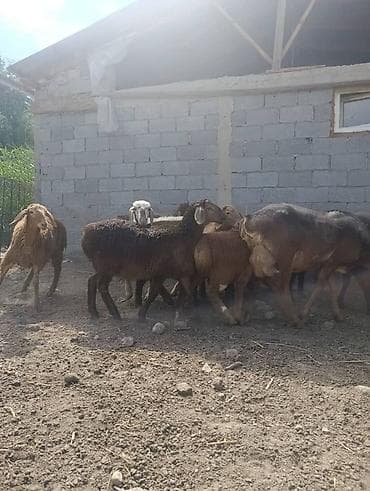 кора купить: Продаю | Овца (самка) | Для разведения — 3