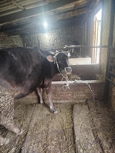 уй жаныбары: Сатам | Уй (ургаачы) | Көбөйтүү үчүн | Байланган — 1