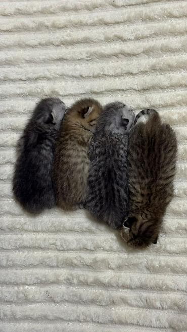 кой бишкек: Скотиш Фолд (Шотландиялык шалпаң кулак), 2 айлык, Ургаачы, Күмүш өңдүү шиншилла — 6