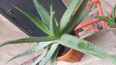молочай гулу: Суккуленты: алоэ вера и молочай миля (Euphorbia milii) — черенки и — 2
