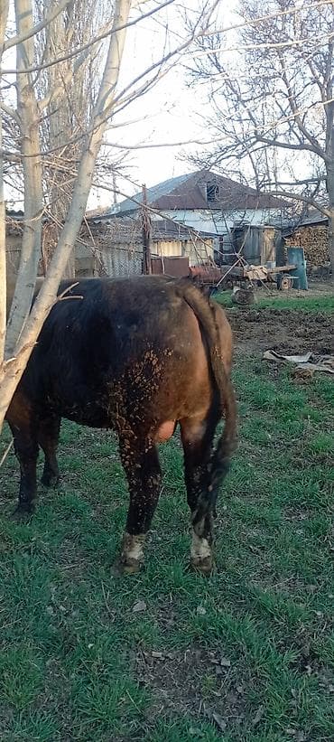 жаныбарлар: Сатам | Бука (эркек) | Симментал | Бордоп семиртүү үчүн | Байланган — 4