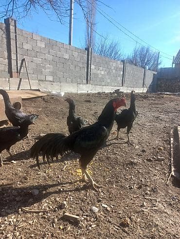 попугай кара: Продаю | Петух | Бойцовая | Для разведения — 4