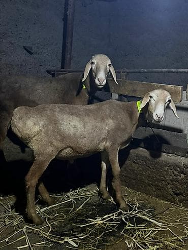 продам курей: Продаю | Баран (самец) | Гиссарская | На забой, Для разведения — 3