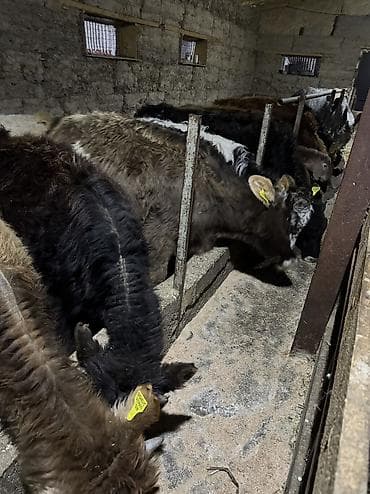 токмок кошка: Сатам | Бука (эркек) | Алатоолук | Көбөйтүү үчүн | Байланган — 7