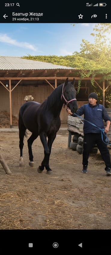 Продаю | Конь (самец) | Конный спорт at lalafo.kg Продаю | Конь (самец) | Конный спорт