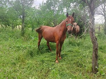 Продаю | Кобыла (самка) | На забой at lalafo.kg Продаю | Кобыла (самка) | На забой