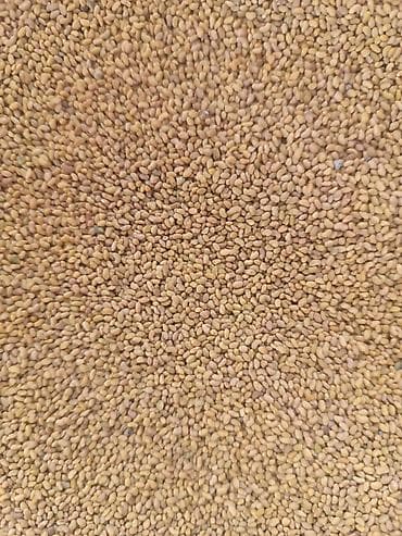 где купить солому в тюках: Беде урук - Калиброванные мелкие зерна золотисто-жёлтого цвета - — 1