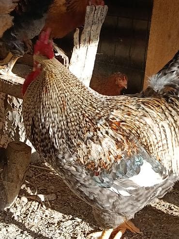 ящик сатылат: Сатам | Короздор | Көбөйтүү үчүн — 6