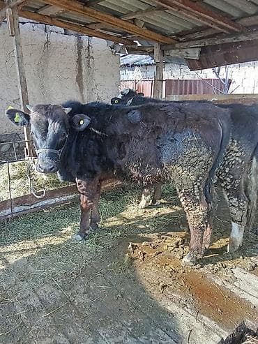 собака лабарадор каракол: Сатам | Бука (эркек) | Симментал, Монбельярд | Бордоп семиртүү үчүн, Көбөйтүү үчүн — 2