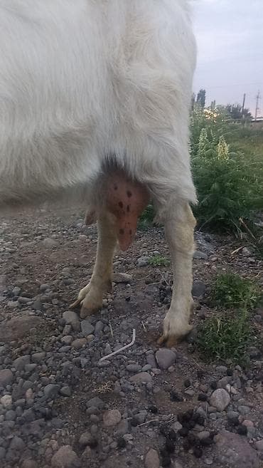 уй кой: Продаю | Коза (самка) | Для молока | Племенные — 7