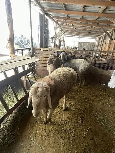 витамины для овец: Продаю | Овца (самка) | Для разведения | Матка — 3