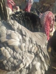 купить собаку шпиц: Сатам | Эркек күрп | Аргын | Көбөйтүү үчүн | Асыл тукумдуу — 3