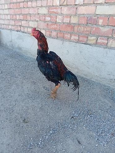бойцовый курицы: Продаю | Петух | Бойцовая | Для разведения — 3