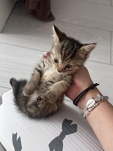 китайский шарпей цена: Продаю котят! В хорошие руки — 2