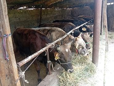 Животные: Продаю | Бык (самец) | Алатауская, Швицкая | На откорм — 7