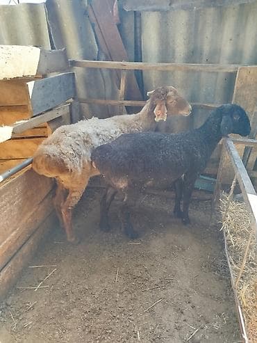 декоративная рыба: Продаю | Овца (самка) | Для разведения | Матка — 2