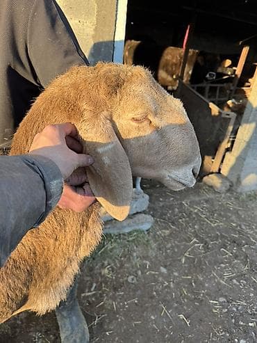 купить собаку пекинес: Продаю | Баран (самец) | Арашан | Для разведения | Осеменитель — 2