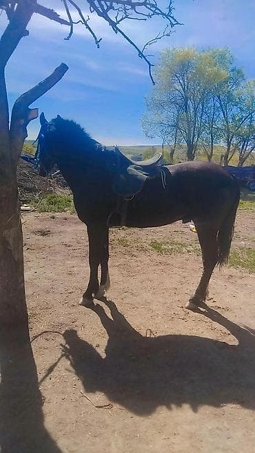 рабочий конь: Продаю | Жеребенок | Рабочий — 2