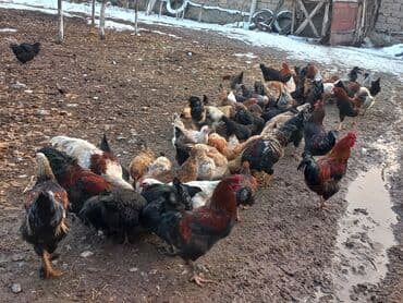 Жалал-Абад шаарында 70 жайдары семиз тооктор сатылат. 1100 сомдон