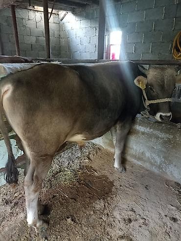 кошка сокулук: Сатам | Бука (эркек) | Бордоп семиртүү үчүн | Байланган — 3