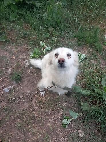 Ит бекер берилет: Жөнөкөй ит, 3 жаш, Эркек — 2