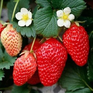 Акшактар, ун, шекер: Кулпунай Чекене — 2