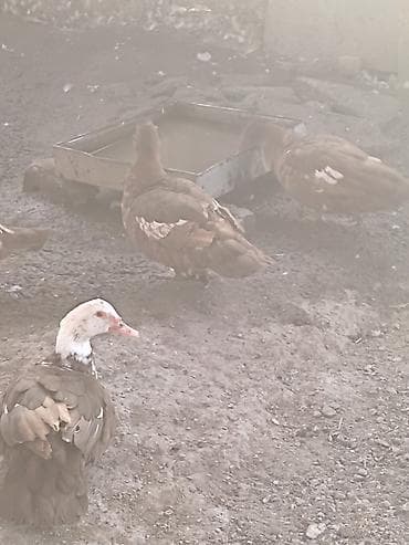 тери сатылат: Мускусные утки (индоутки), разного окраса: коричневые, шоколадные с — 3