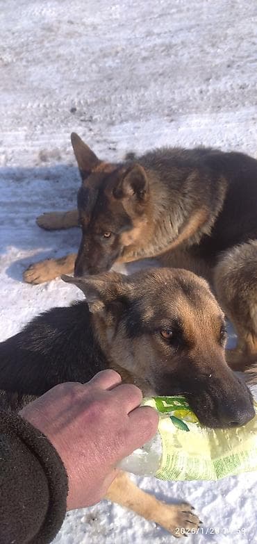 собака дратхар: Восточноевропейская овчарка, 1 месяц, Самка — 9