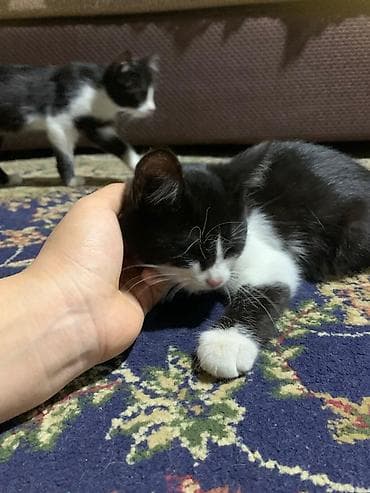рэгдолл кошка купить: Котята 3,5 месяца ласковые, любвеобильные,игривые Отдаю — 6