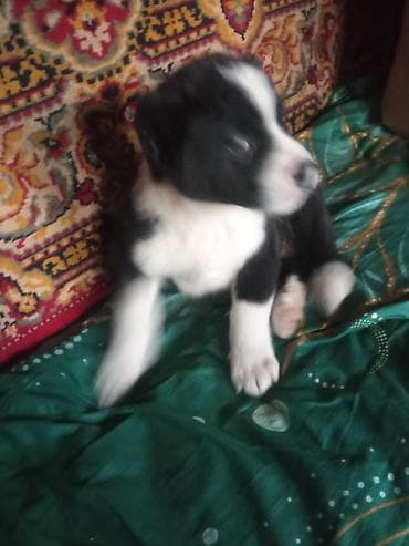 Грызуны: Собака даром: Алабай, 2 месяца, Самец, С прививкой — 5