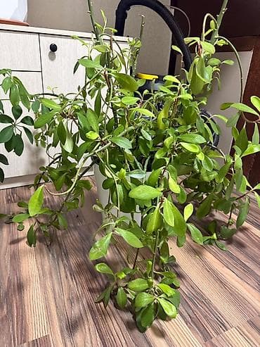 фикус цветок: Комнатные растения в горшках 1) Шефлера (Schefflera arboricola) - — 2