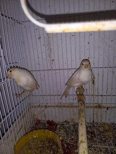 корм витакрафт для волнистых попугаев: Канарейки декоративные, различные окрасы - Птицы певчие, компактные — 3