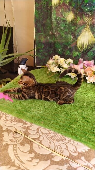 новорожденные котята: Красивейшие бенгальские котята. большие четкие розетки .контрастный — 16