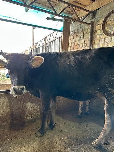 Собаки: Продаю | Тёлка | Алатауская | На забой | Не стельные — 4