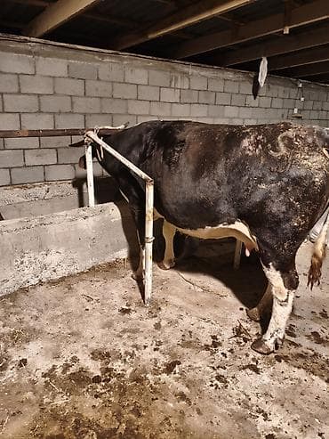 А/ч жаныбарлары үчүн тоюттар: Сатам | Уй (ургаачы) | Аргын | Сүт алуу үчүн | Байланган — 1