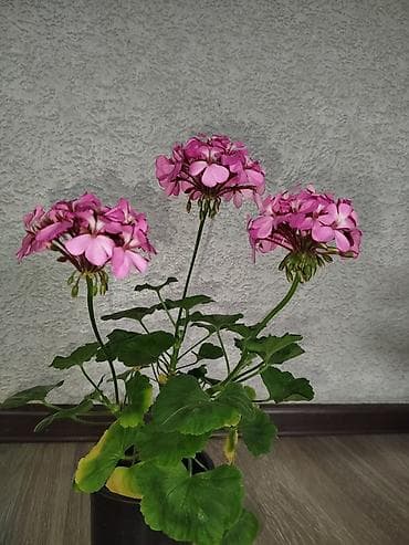 Комнатные растения в горшках 1) Замиокулькас (долларовое дерево) - — 4