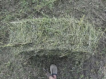 сено для кроликов: 1 кос зынк куп кургак — 3