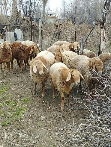 ко шамо: Продаю | Ягненок | Арашан | Для разведения | Ярка — 1