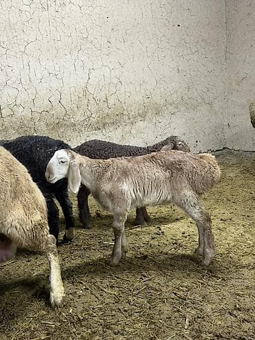 Сатам | Козу | Көбөйтүү үчүн